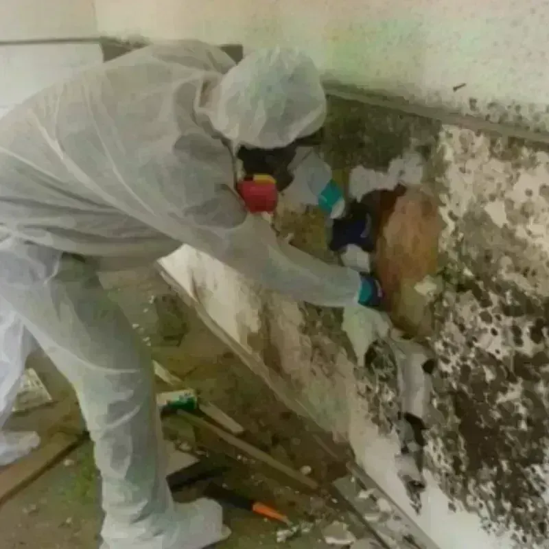 Mold Remediation and Removal in Carmichael, CA